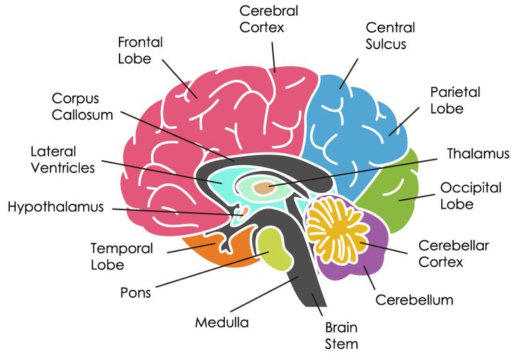 Neural Networks